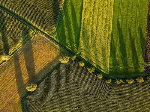 agriculture