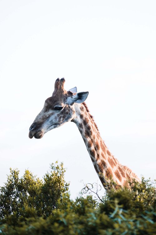 Zoology